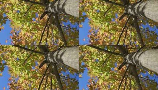 4K高清仰视视角下的秋日枫树高清在线视频素材下载