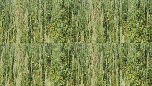 草甸草的背景高清在线视频素材下载