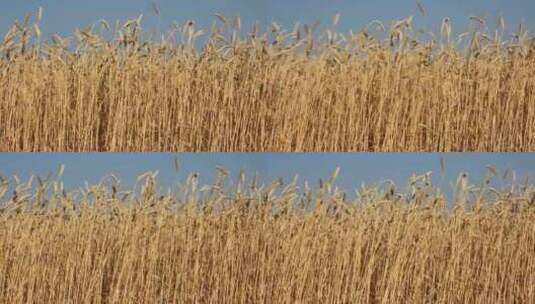 成熟小麦高清在线视频素材下载