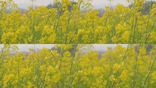 湖边的油菜花随风摇曳4k空境素材高清在线视频素材下载