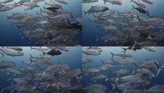 深海鱼群高清在线视频素材下载