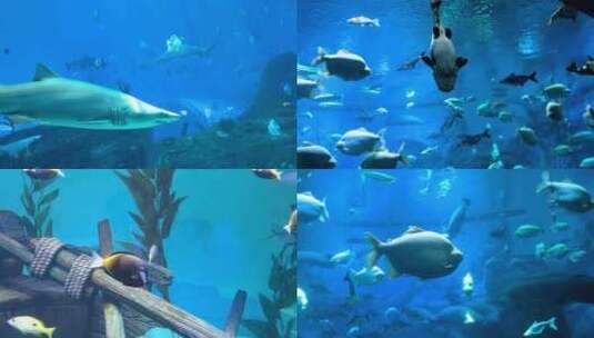 海底世界鱼类海洋馆高清在线视频素材下载