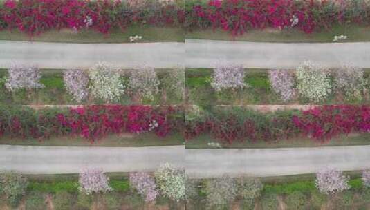 春天花开的道路航拍高清在线视频素材下载