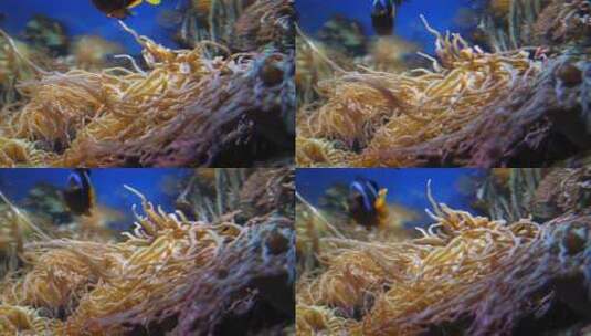 水族馆底部的活藻类明亮的异国鱼类在附近游高清在线视频素材下载