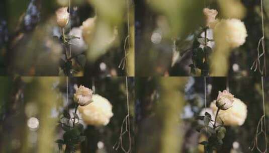 白玫瑰和挂在户外树上的装饰品高清在线视频素材下载