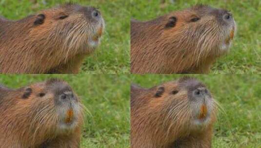 海狸鼠、食草动物、Coypu、啮齿动物高清在线视频素材下载