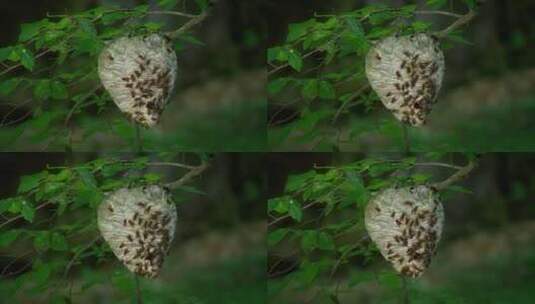 黄蜂巢，中位数，蜂群，蜂巢高清在线视频素材下载