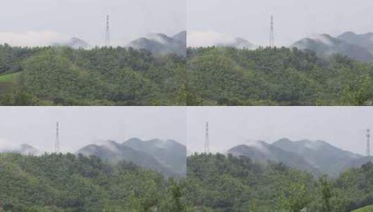 高山竹林竹海云海远景特写高清在线视频素材下载