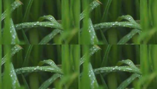 草地绿叶露珠雨滴水珠高清在线视频素材下载