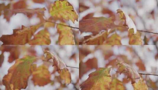 枫树上的树叶摇晃高清在线视频素材下载