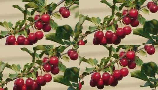 树枝上成熟的樱桃高清在线视频素材下载
