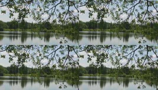 森林湖泊景观高清在线视频素材下载