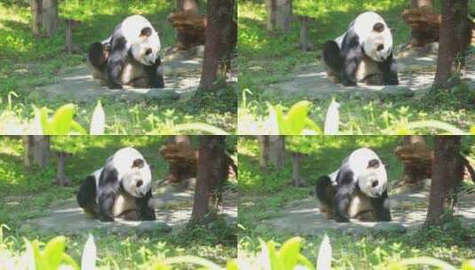 熊猫动作挠痒高清在线视频素材下载
