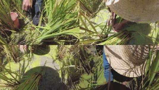 农民在稻田稻草中抓禾花鱼过程高清在线视频素材下载