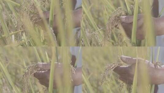 云南：秋天的稻田农民丰收高清在线视频素材下载