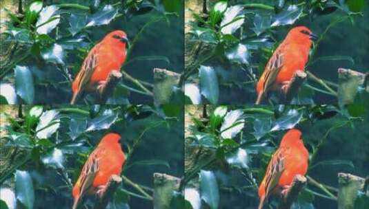 红色鸟儿在唱歌高清在线视频素材下载