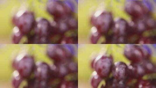 特写葡萄上的蚧壳虫高清在线视频素材下载