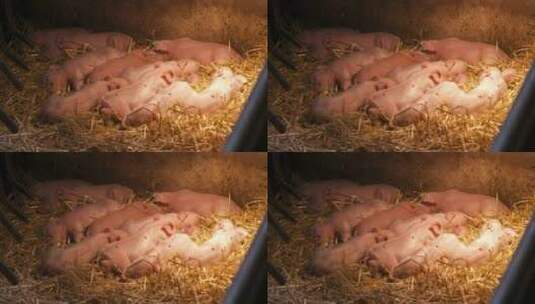 家畜农场饲养的小猪高清在线视频素材下载
