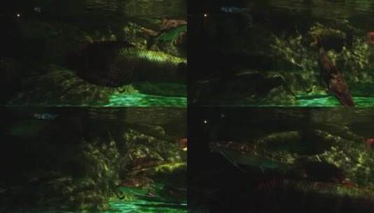水下的大鱼高清在线视频素材下载