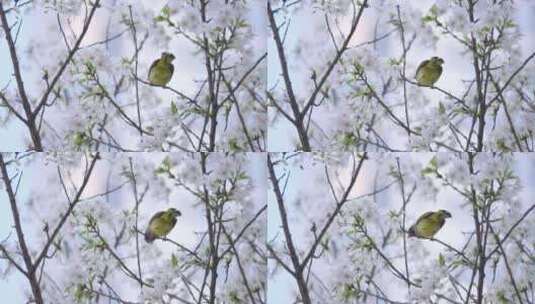 樱花树上的小鸟4高清在线视频素材下载