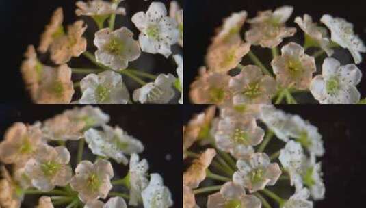 鲜花摄影微距铁线菊高清在线视频素材下载