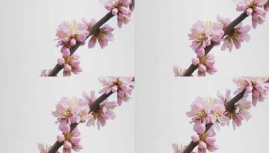 粉色樱花开花延时高清在线视频素材下载