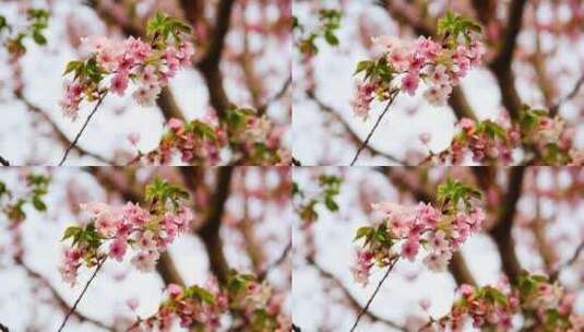 春天盛开的樱花高清在线视频素材下载
