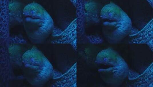 恐怖深海海鳗危险神秘高清在线视频素材下载