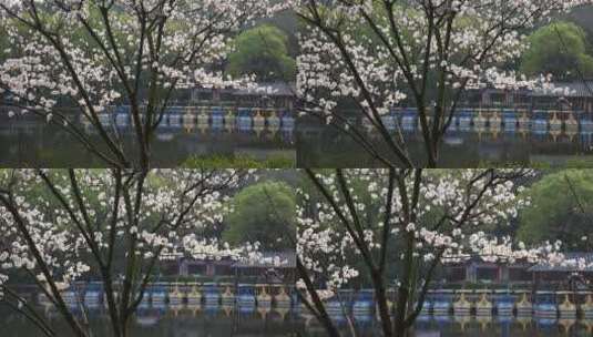 湖南衡阳岳屏公园樱花晚樱高清在线视频素材下载