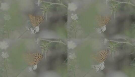 河边的蝴蝶LOG高清在线视频素材下载