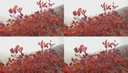 济南蚰蜒山满山红叶高清在线视频素材下载