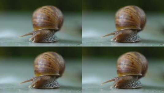 花园蜗牛爬行高清在线视频素材下载
