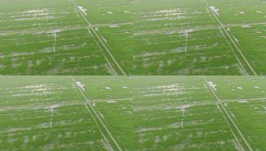 中国农业经济发展水稻田地高清在线视频素材下载