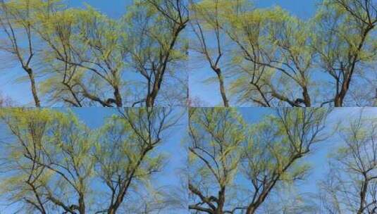 4K拍摄春天发芽的柳树高清在线视频素材下载