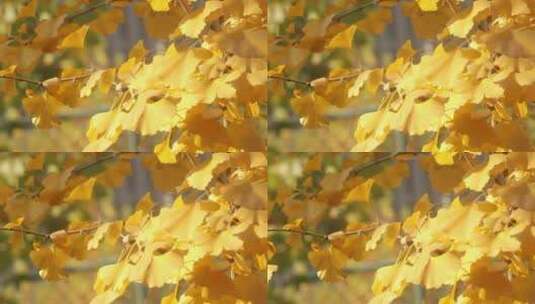 秋天银杏树叶金色阳光空镜1高清在线视频素材下载