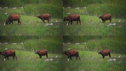 生态湿地草原上的牛高清在线视频素材下载