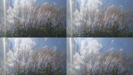 湿地芦花植物高清在线视频素材下载