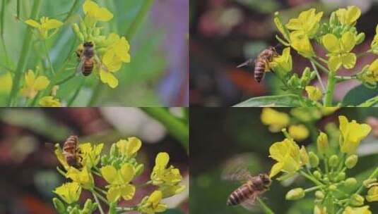 春天蜜蜂油菜花高清在线视频素材下载