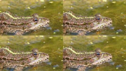 沼泽水面上的绿蛙高清在线视频素材下载