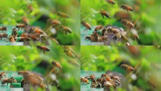 蜜蜂在蜂巢进出口飞舞特写高清在线视频素材下载