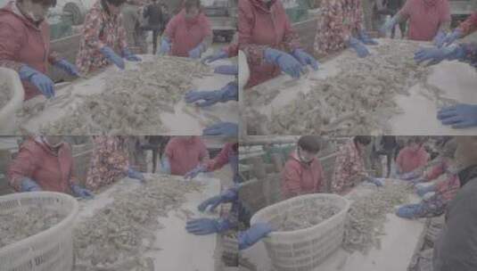 海鲜加工分拣捕捞螃蟹皮皮虾小黄鱼冷库冷链高清在线视频素材下载