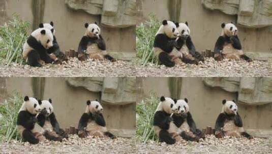 三只大熊猫坐在地上吃竹笋高清在线视频素材下载