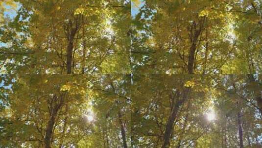 秋天里金黄唯美的秋景阳光银杏树树叶高清在线视频素材下载