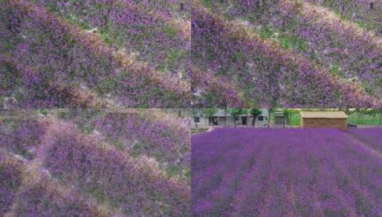 房前紫色花海高清在线视频素材下载
