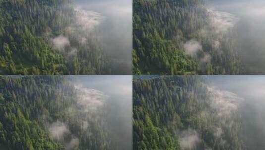 大雾笼罩着山中的松树林高清在线视频素材下载