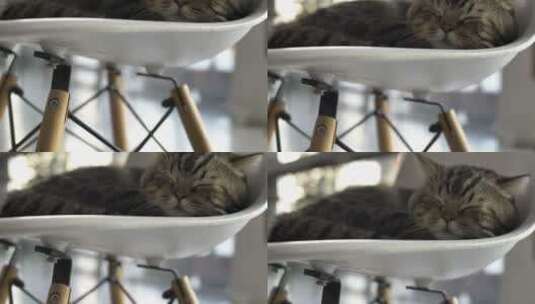 虎斑猫在椅子上睡觉打哈欠的倾斜拍摄高清在线视频素材下载
