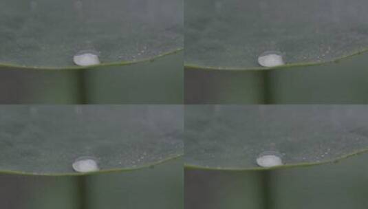 荷叶水滴慢镜头LOG高清在线视频素材下载