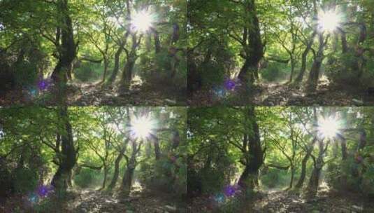 树林下的阳光高清在线视频素材下载