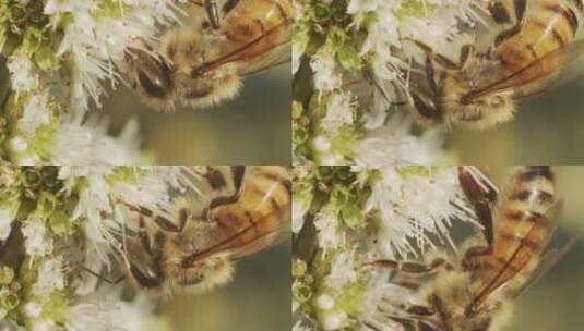 蜜蜂宏观拍摄高清在线视频素材下载