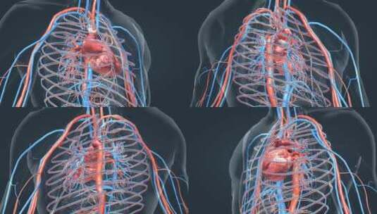 全息人体医学器官心脏动画体心脏运转跳动高清在线视频素材下载